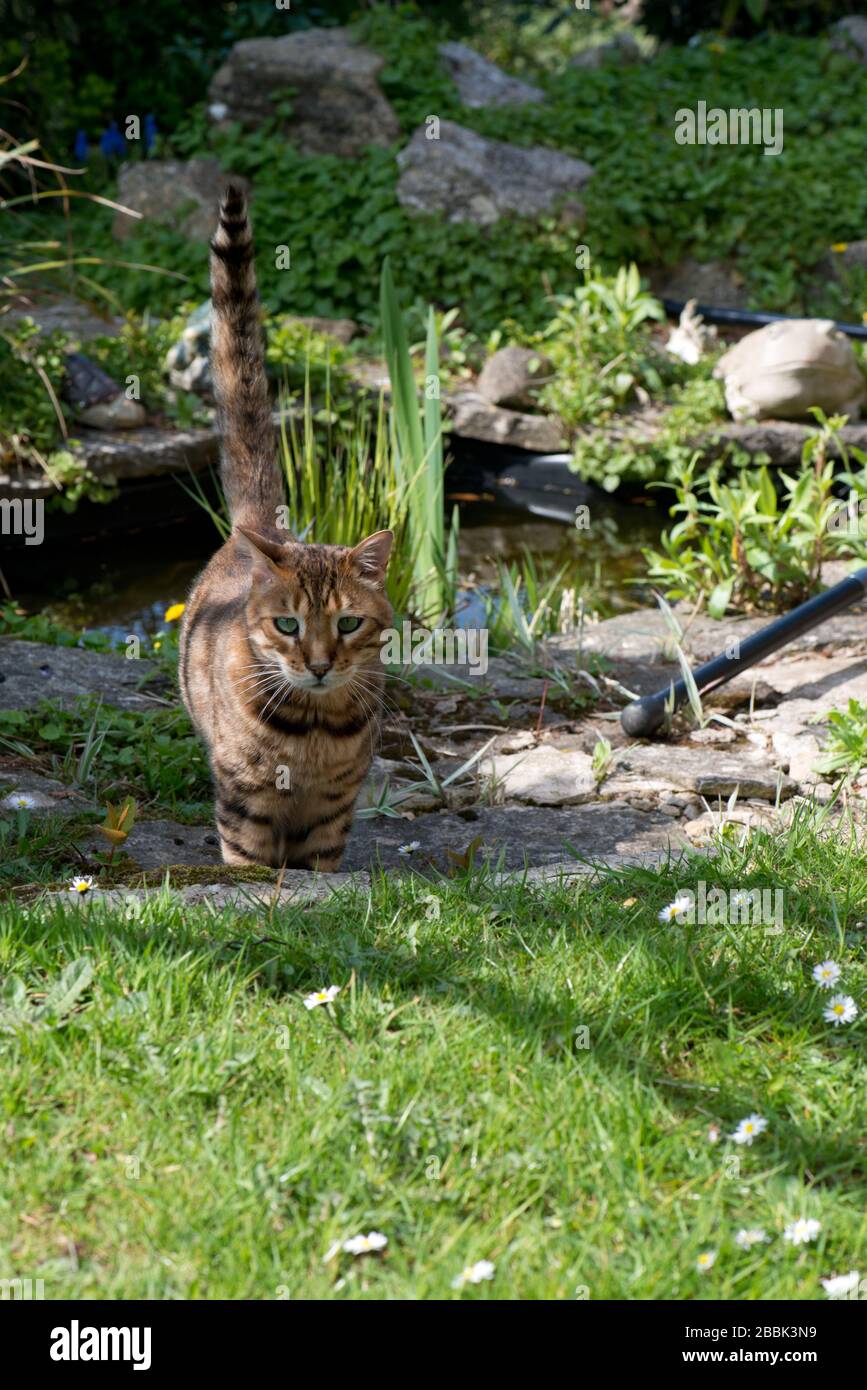 beautiful pedigree Bengal cat with tail up near a pond in a garden Stock Photo