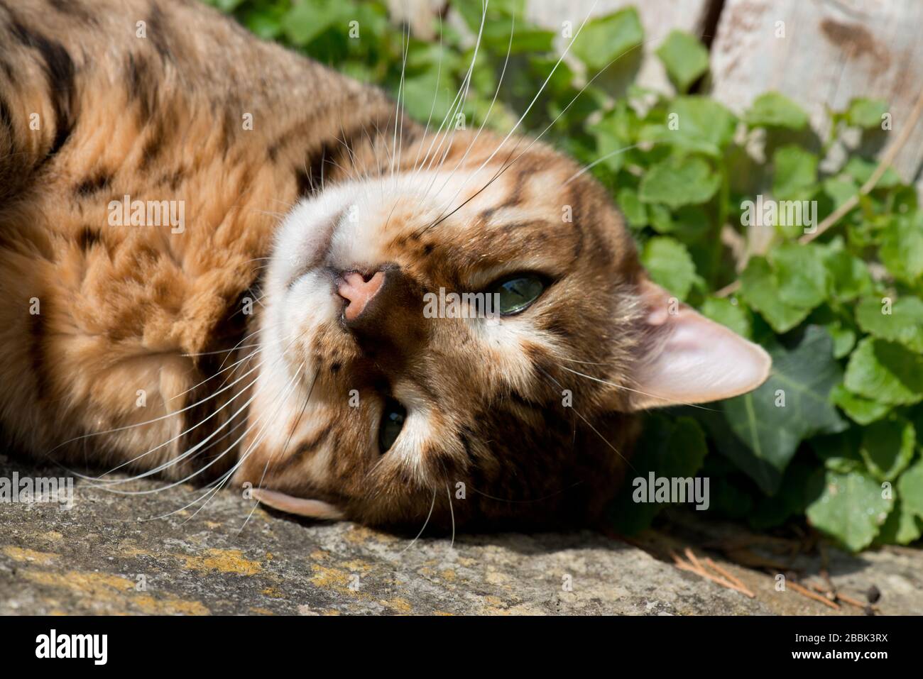 beautiful pedigree Bengal cat dozing in the sun in a garden Stock Photo
