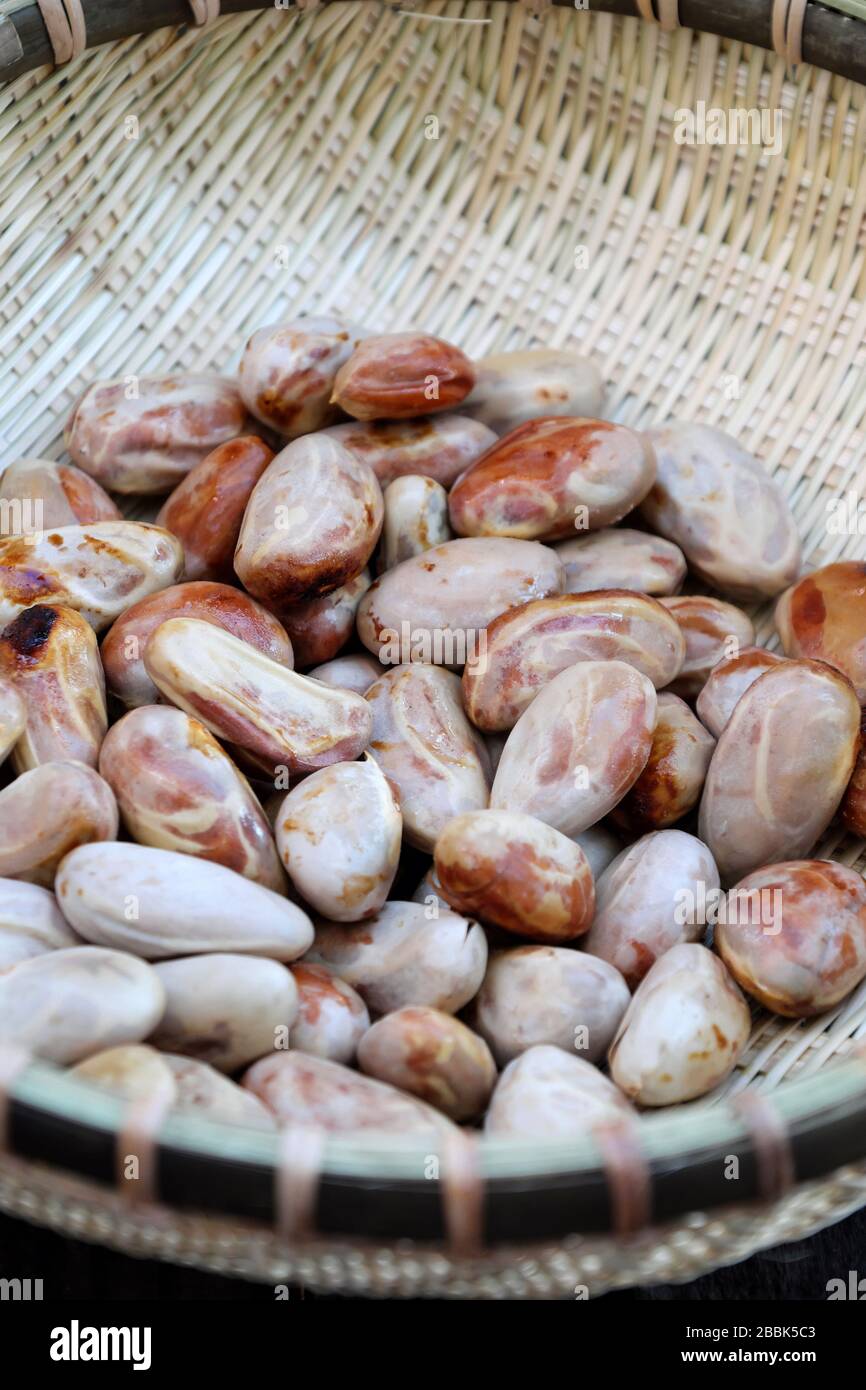 10 Oraganic Fresh JackFruit Seeds Tropical Worlds Largest Tropical Fruit seed
