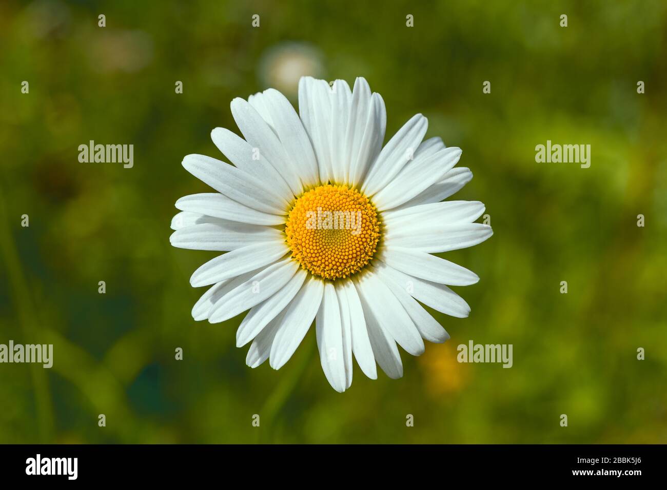 Summer blooming white daisy flower on the green grass background Stock Photo