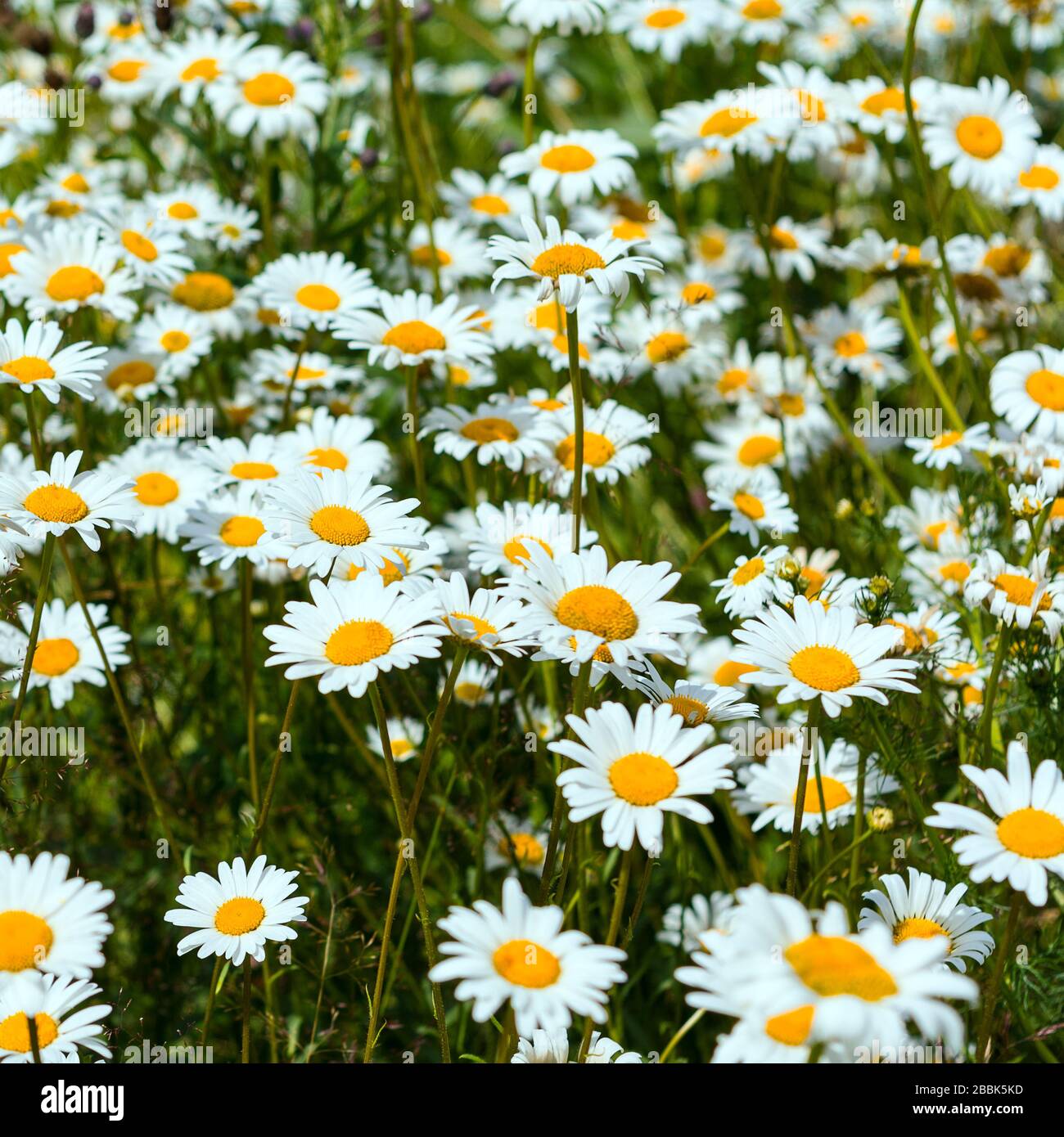 Chamomile plantation hi-res stock photography and images - Alamy