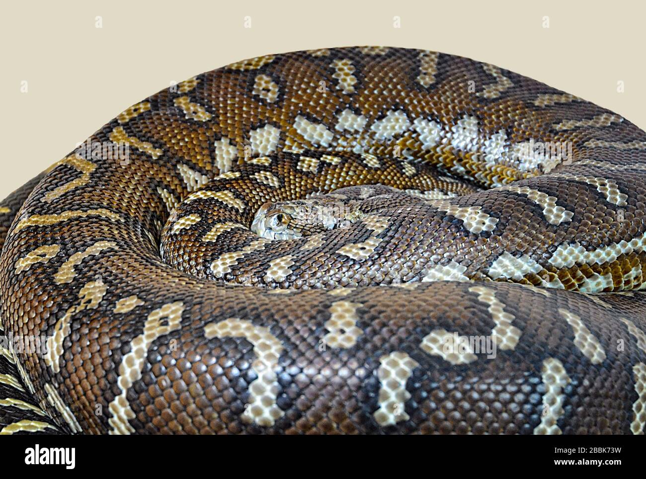 Carpet Python (Morelia spilota bredli) curled up, Australia Stock Photo