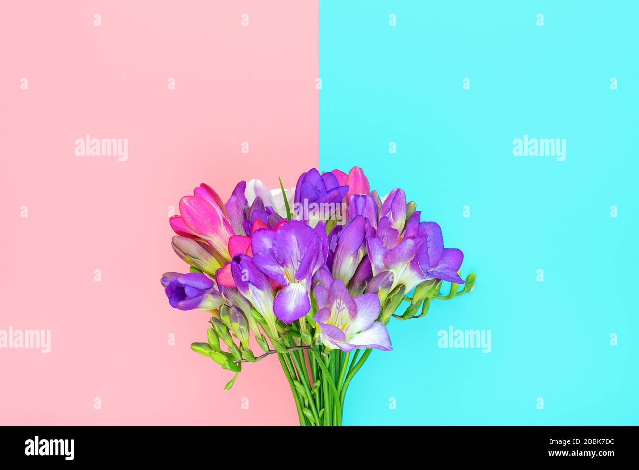 Bouquet of sprig freesia flowers isolated on pink, blue background Floral holiday card Top view Flat lay Stock Photo