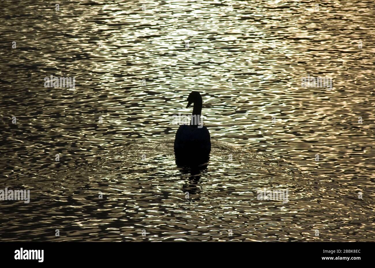 A Swan glides slowly past, silhouetted on the River Exe as the setting sun reflects of the surface ripples. River Exe. Exeter Historic Quayside, Exete Stock Photo