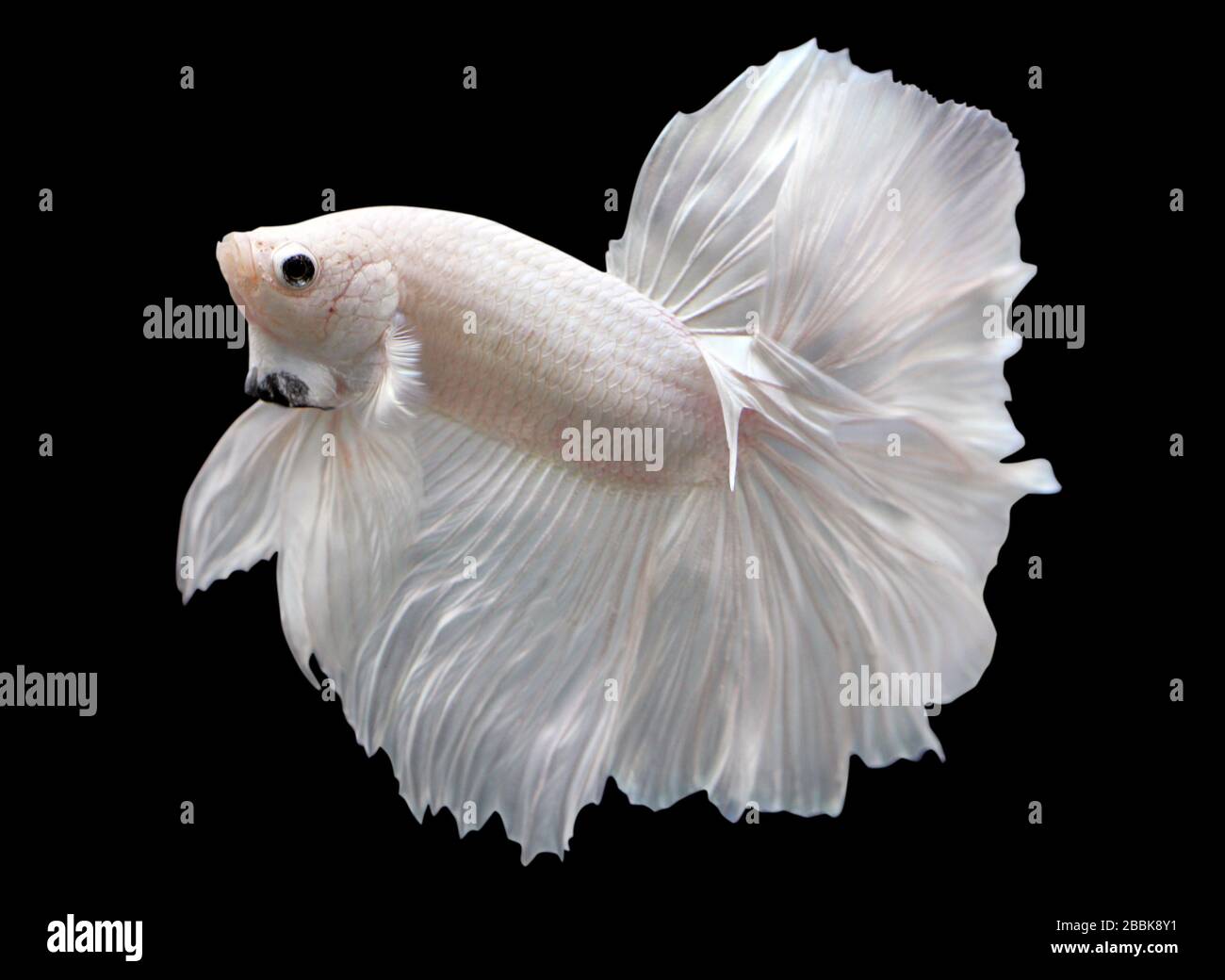 Betta White Platinum Halfmoon HM Male or Plakat Fighting Fish Splendens On Black Background. Stock Photo