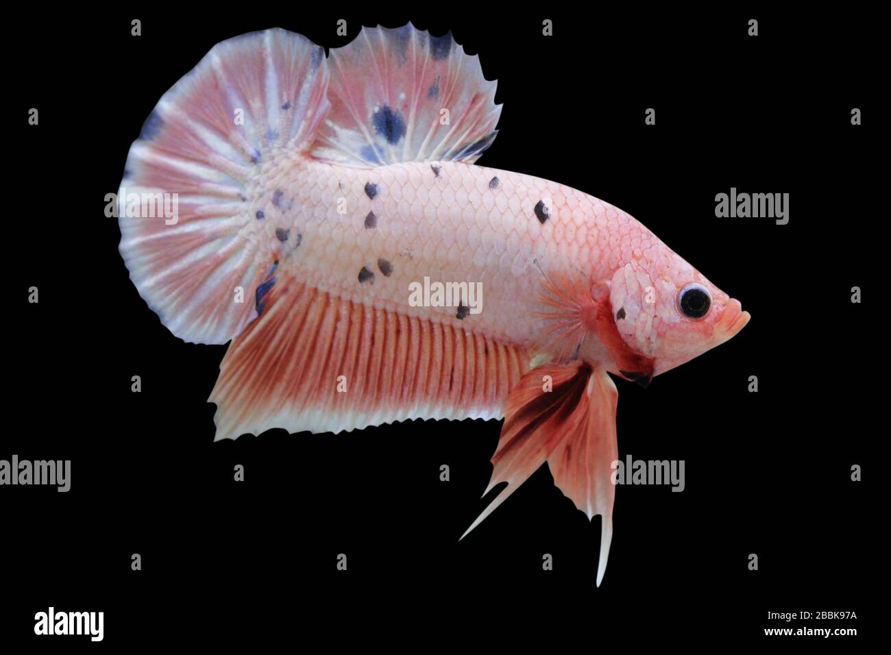 Marble betta online fish