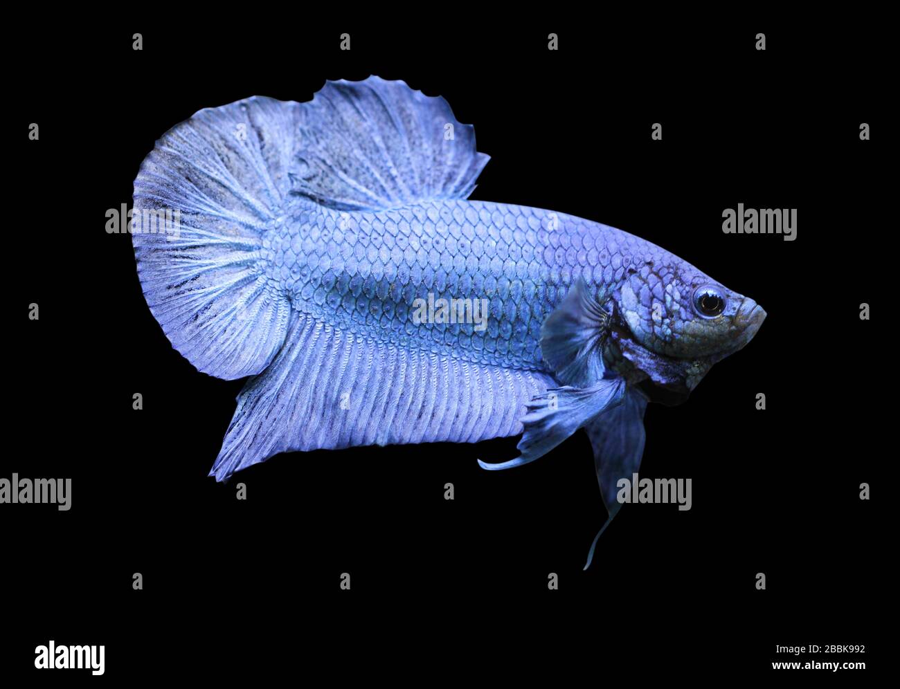 Betta Super Blue Halfmoon Plakat HMPK Male or Plakat Fighting Fish Splendens on Black Background. Stock Photo