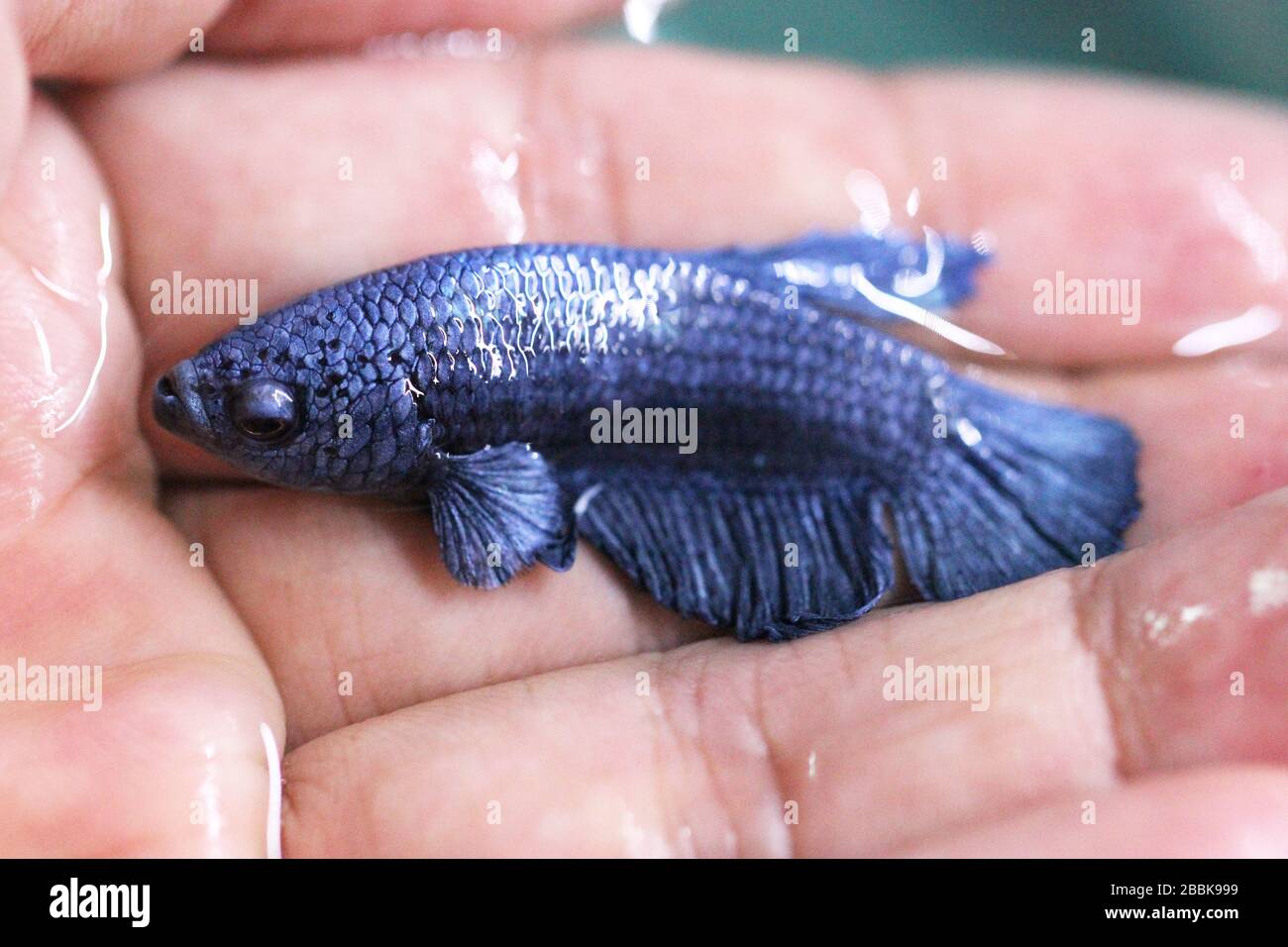 Betta Super Blue Halfmoon Plakat HMPK Male or Plakat Fighting Fish Splendens in Hand. Stock Photo