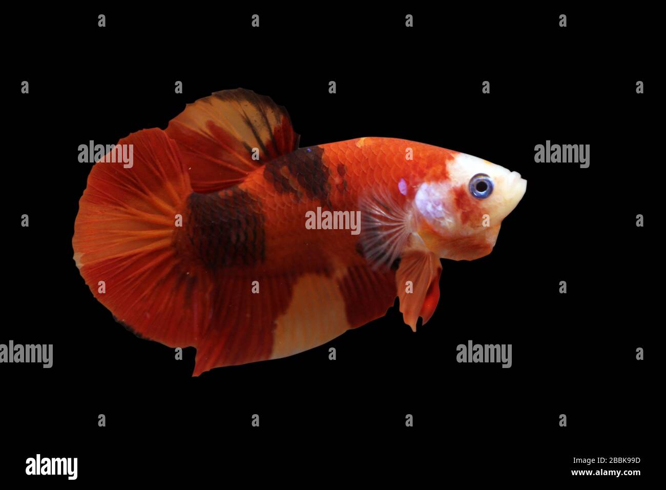Betta Koi Nemo Halfmoon Plakat HMPK Male or Plakat Fighting Fish Splendens On Black Background. Stock Photo