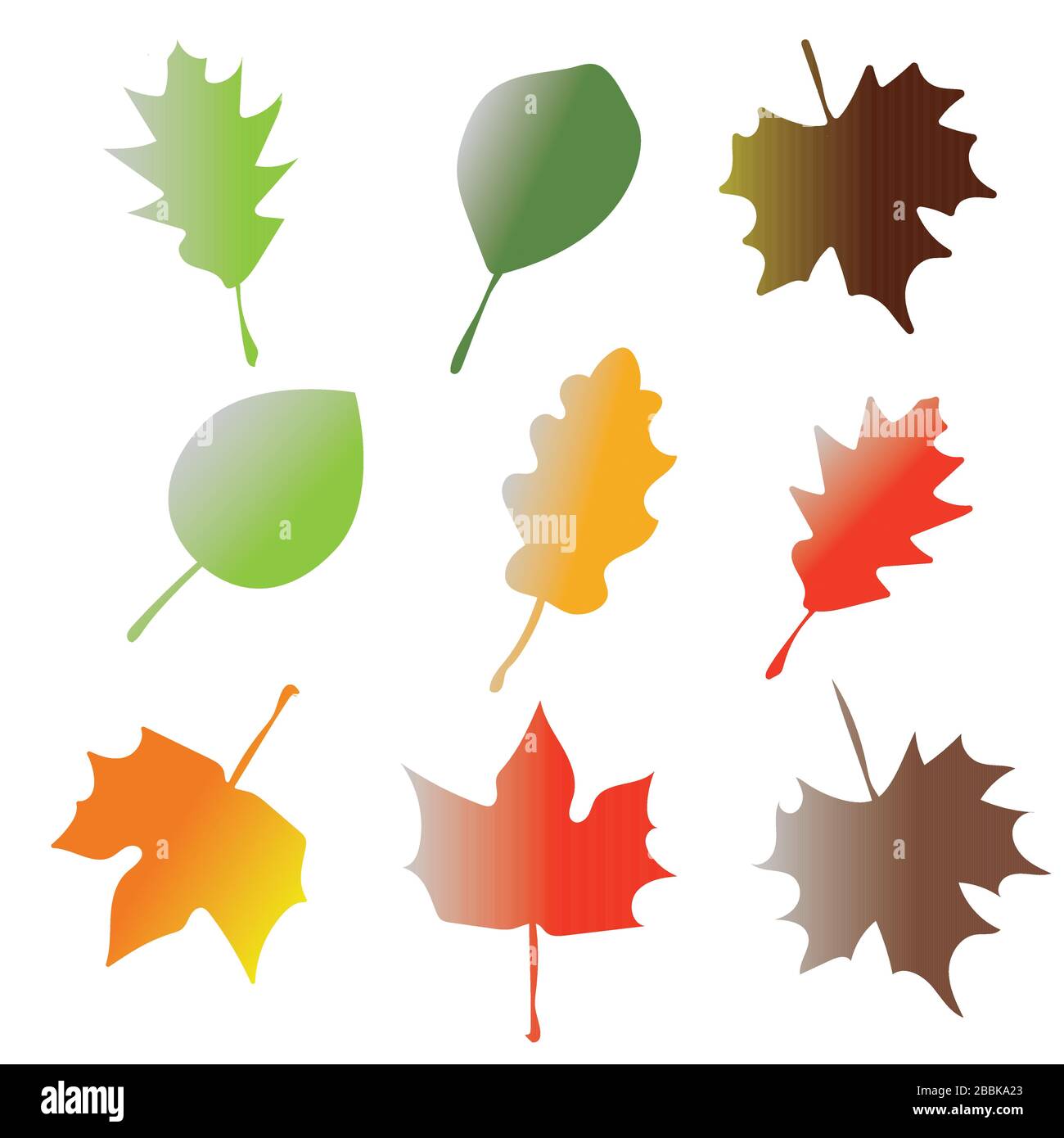 Orchid plant green leaves Stock Vector Images - Alamy