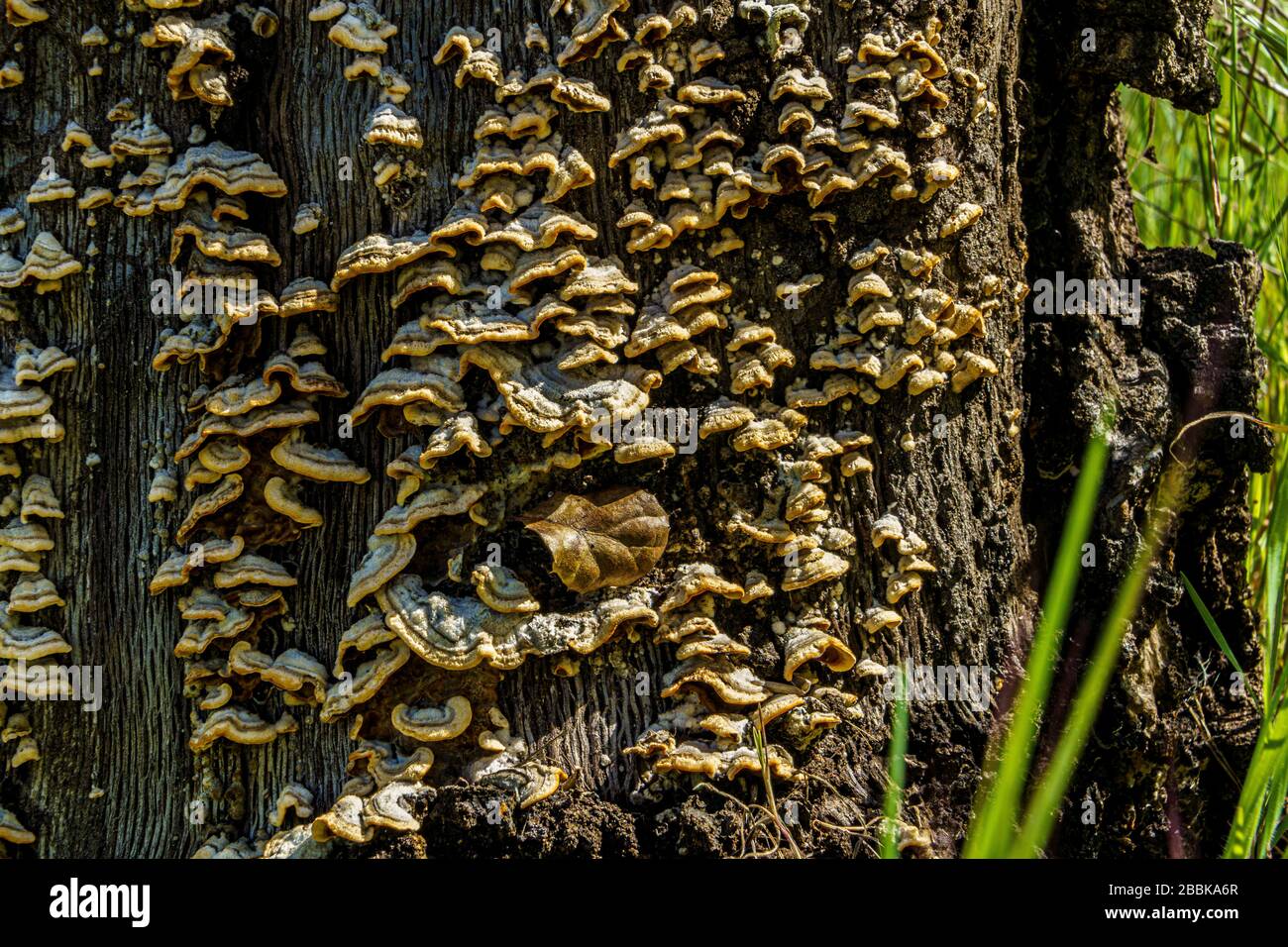 tree fungus macro closeup Stock Photo