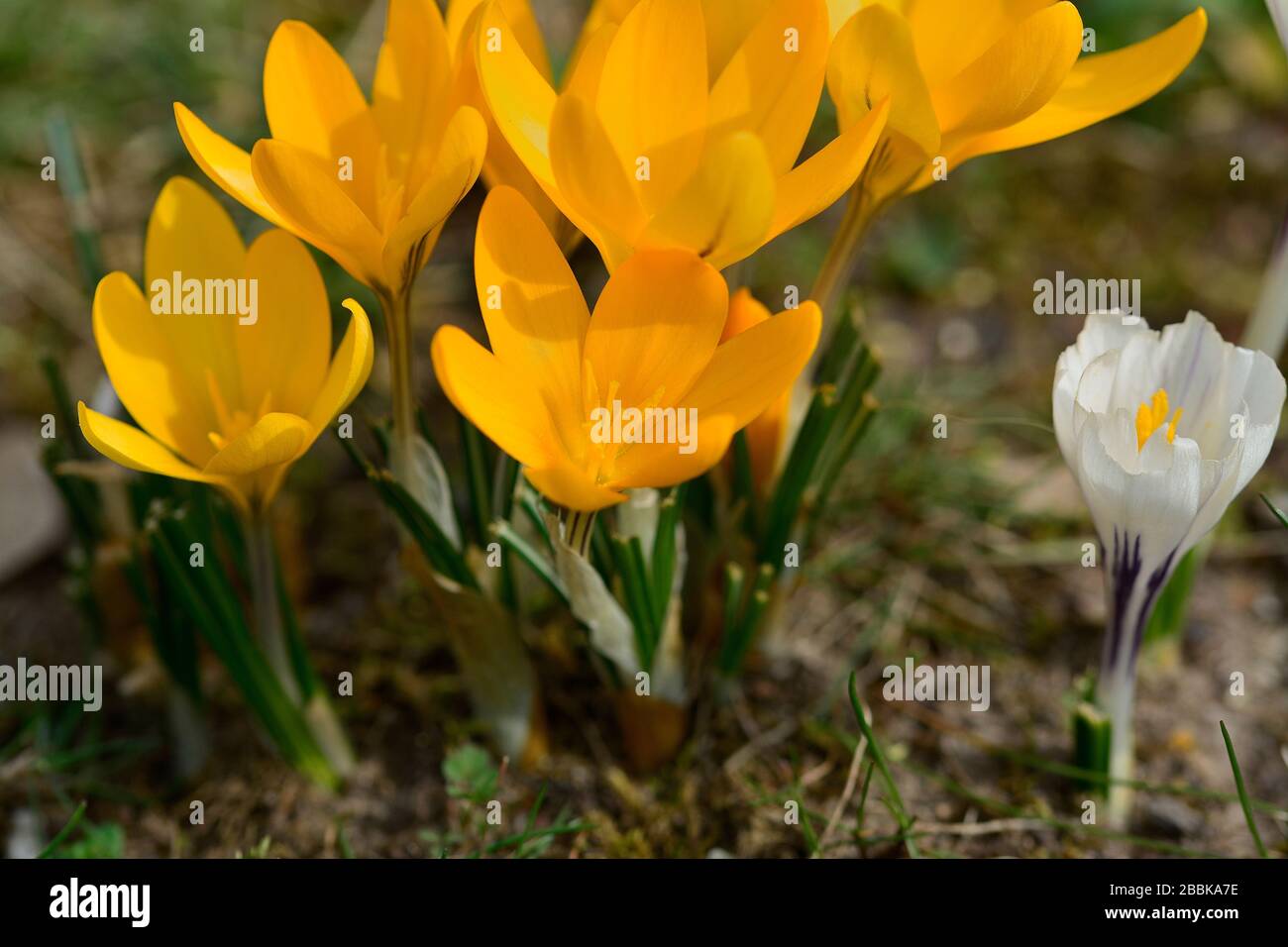 Spring flowers bloom close up Stock Photo - Alamy