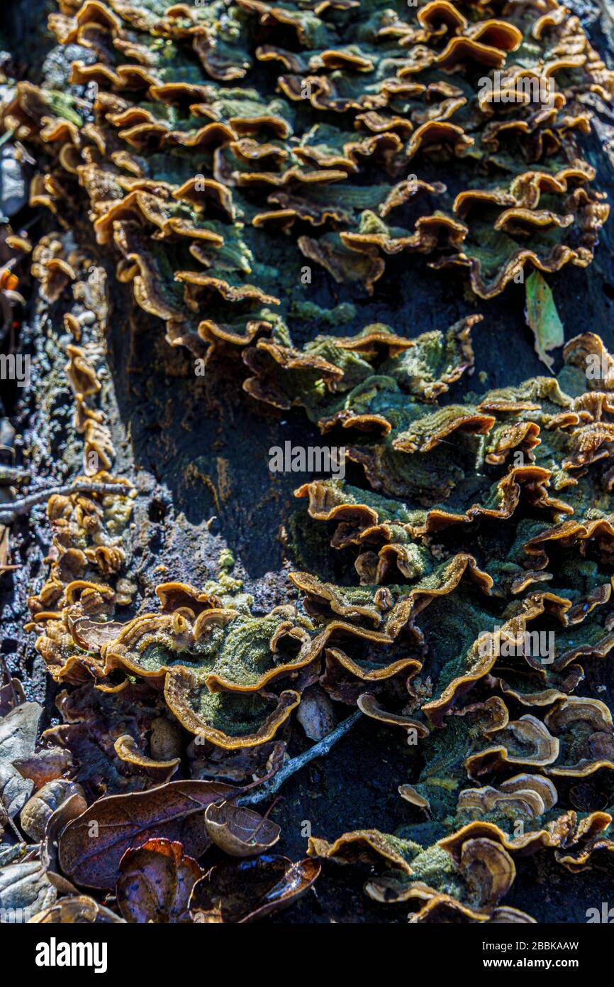 tree fungus macro closeup Stock Photo