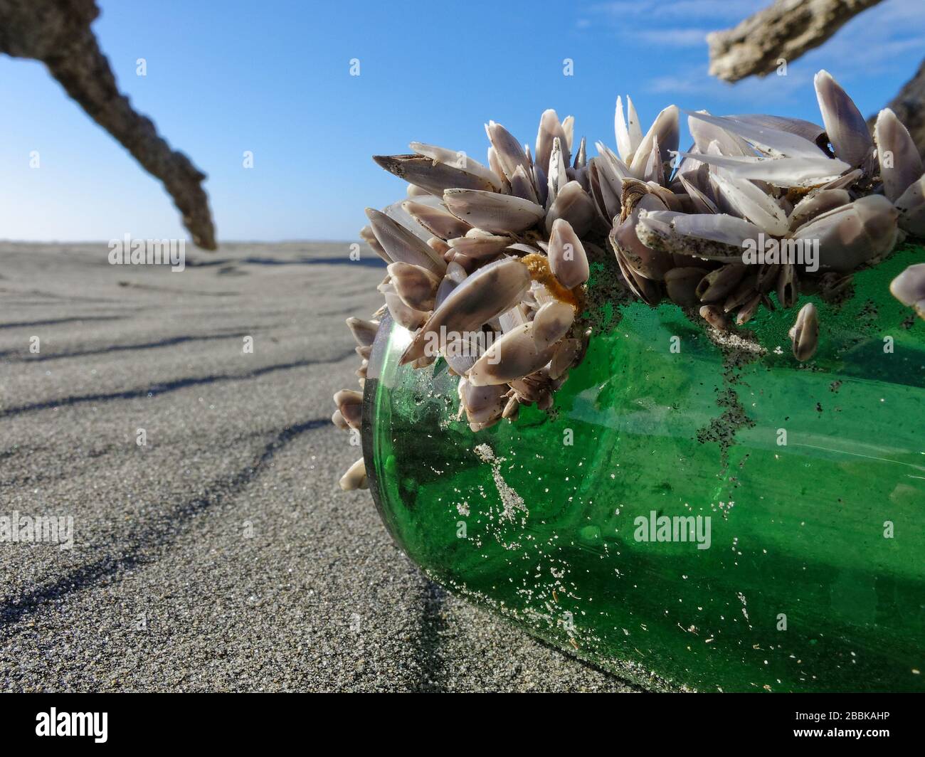 Green beer bottle complete with colony of Mussels washed up on a beach on New Zealand's west coast. Stock Photo