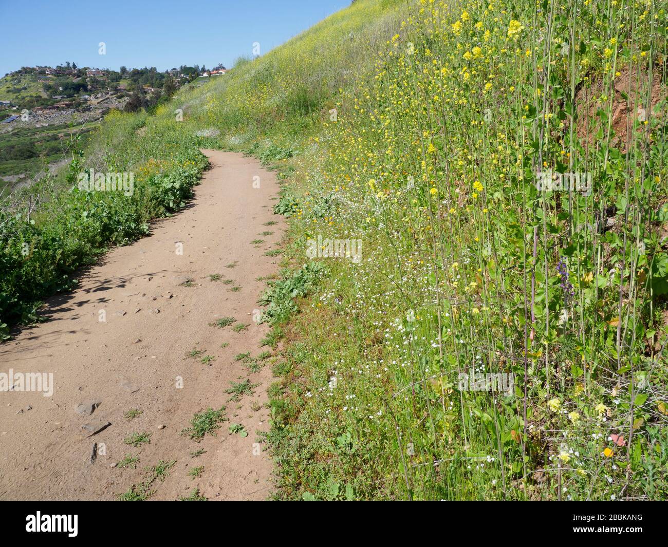 Wildflowers hillside hi-res stock photography and images - Alamy