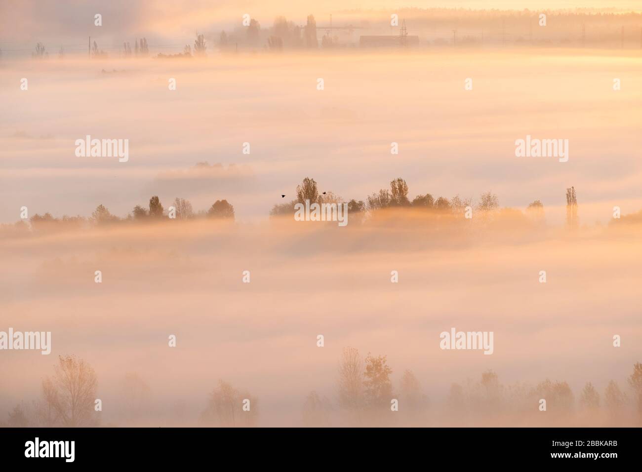 Fog over the land in the morning under the trees Stock Photo - Alamy