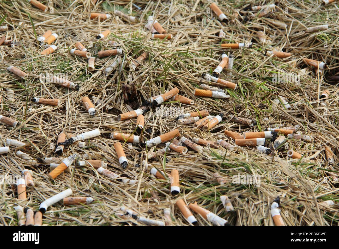 Cigarette Butts Lie On The Dry Grass Environmental Pollution And Fire Cigarette Butts Lie On The Dry Grass Environmental Pollution And Fire
