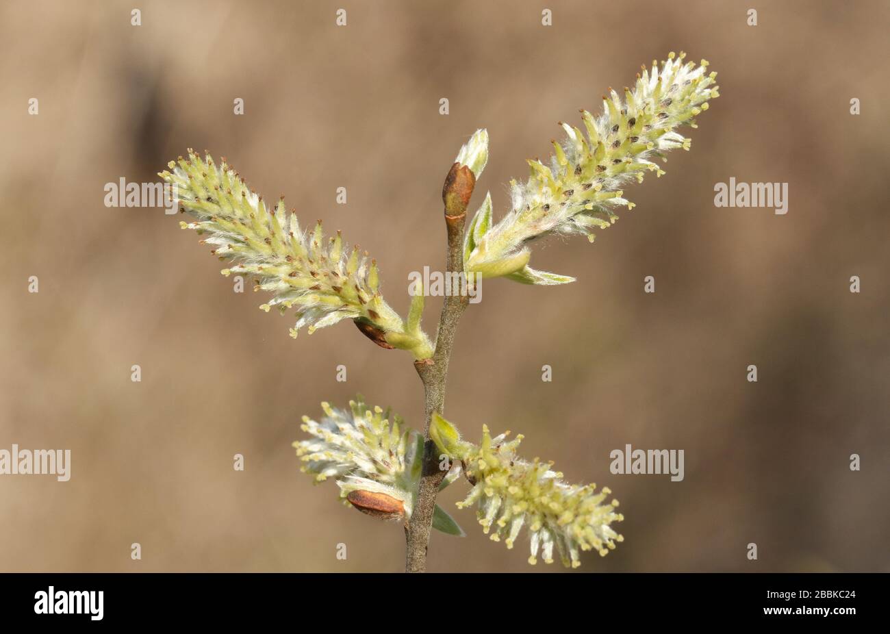 A branch of a Willow tree catkins growing along the bank of a lake in the UK. Stock Photo