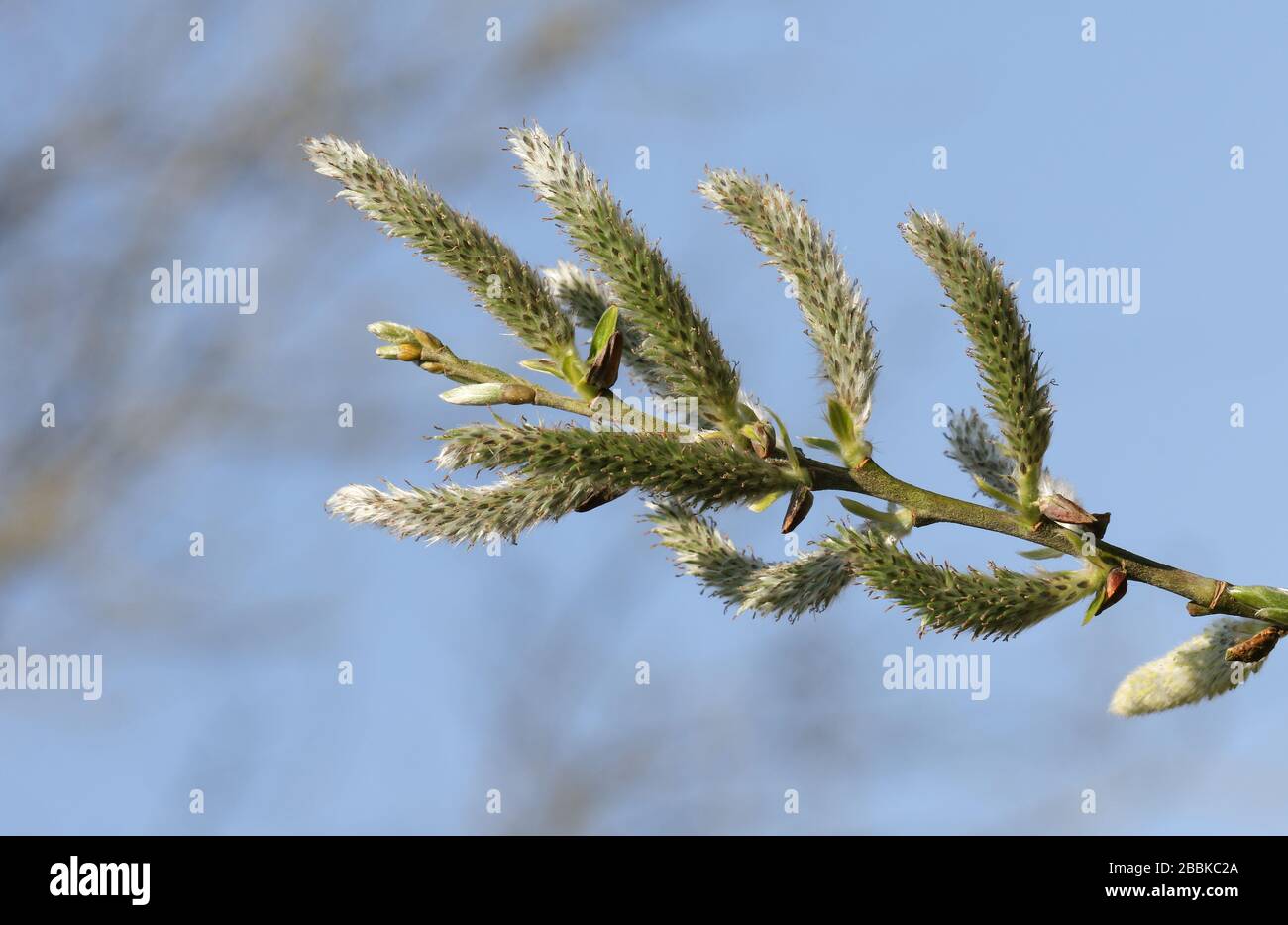 A branch of a Willow tree catkins growing along the bank of a lake in the UK. Stock Photo