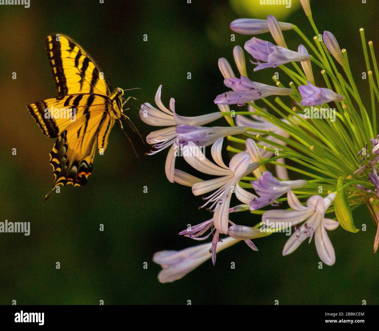 A yellow and black swallowtail butterfly lands on a purple flower Stock Photo
