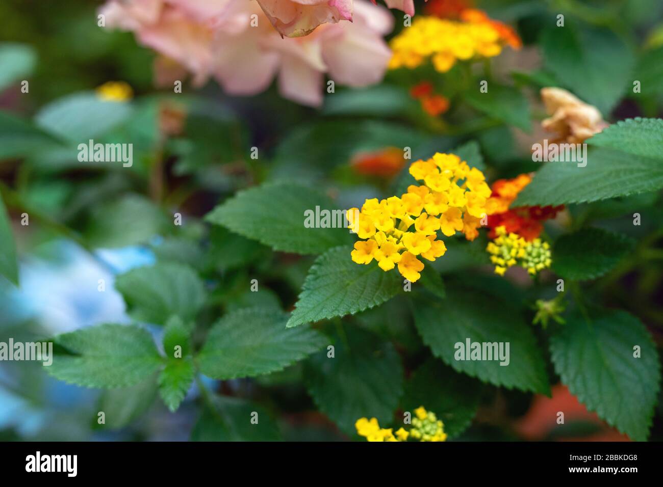 Close up view of yellow lantana viburnoides blossom on background of wide toothed leaves. Selective focus, copy space. Magnificent treasures of nature Stock Photo