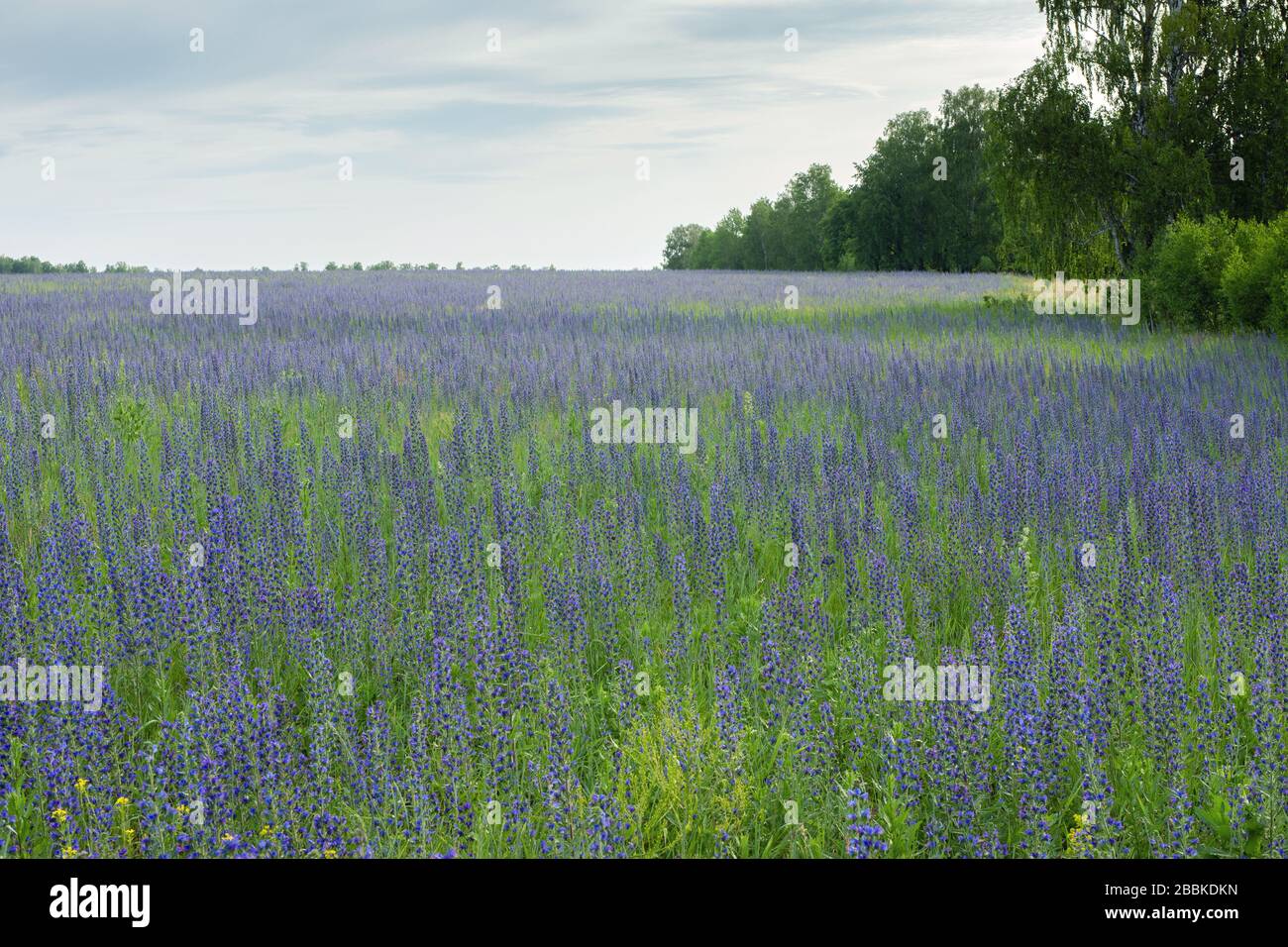 Field of lavender, blue and purple hyssop, hyssopus officinalis flowers in summer under blue cloudy sky. Nature, floral background, wallpaper. Splendi Stock Photo