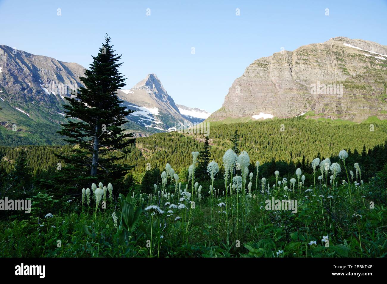 Mountain bear grass glacier national hi-res stock photography and ...