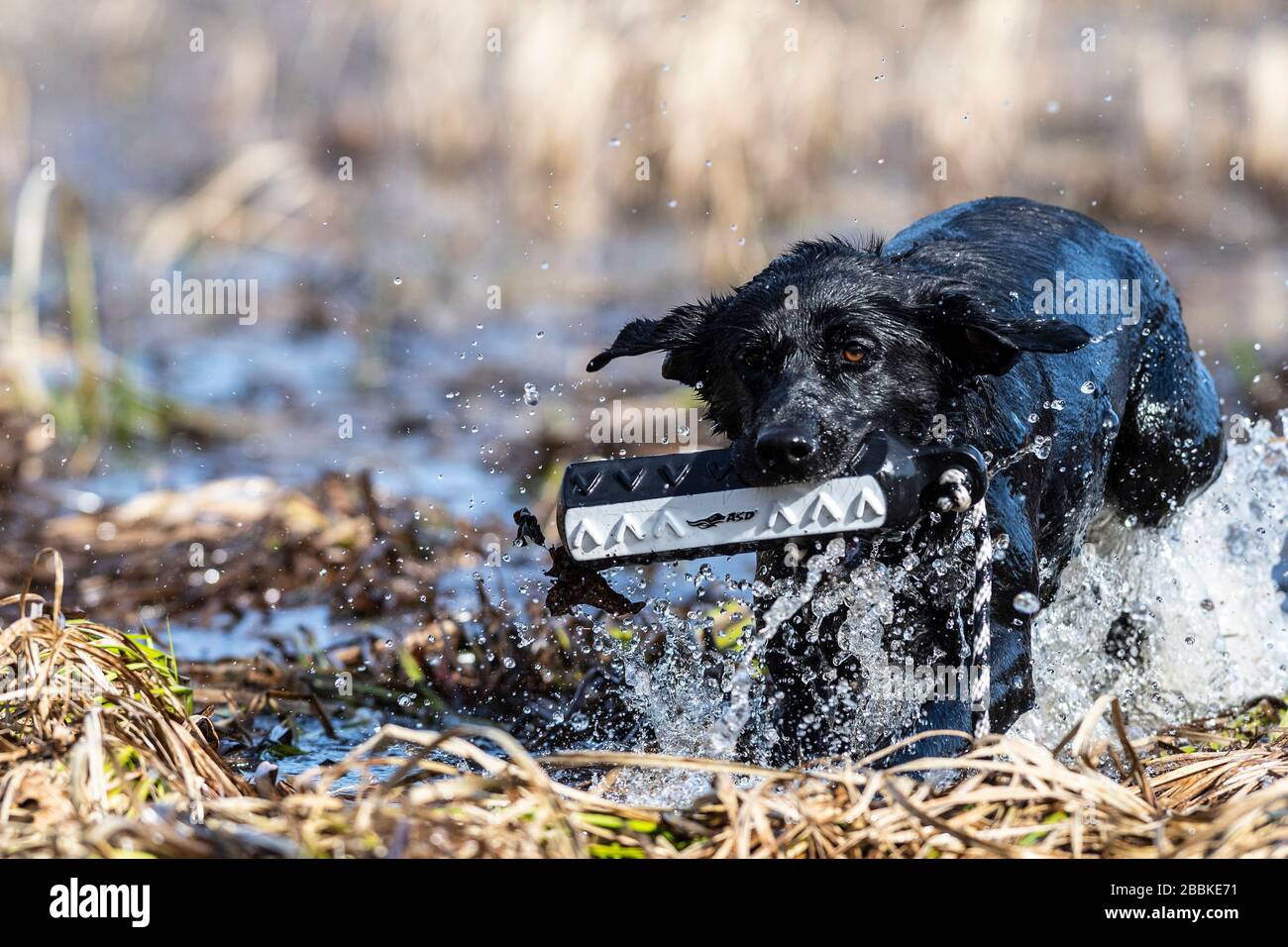 A Black Labrador Retriever with a training bumper on a spring day Stock ...
