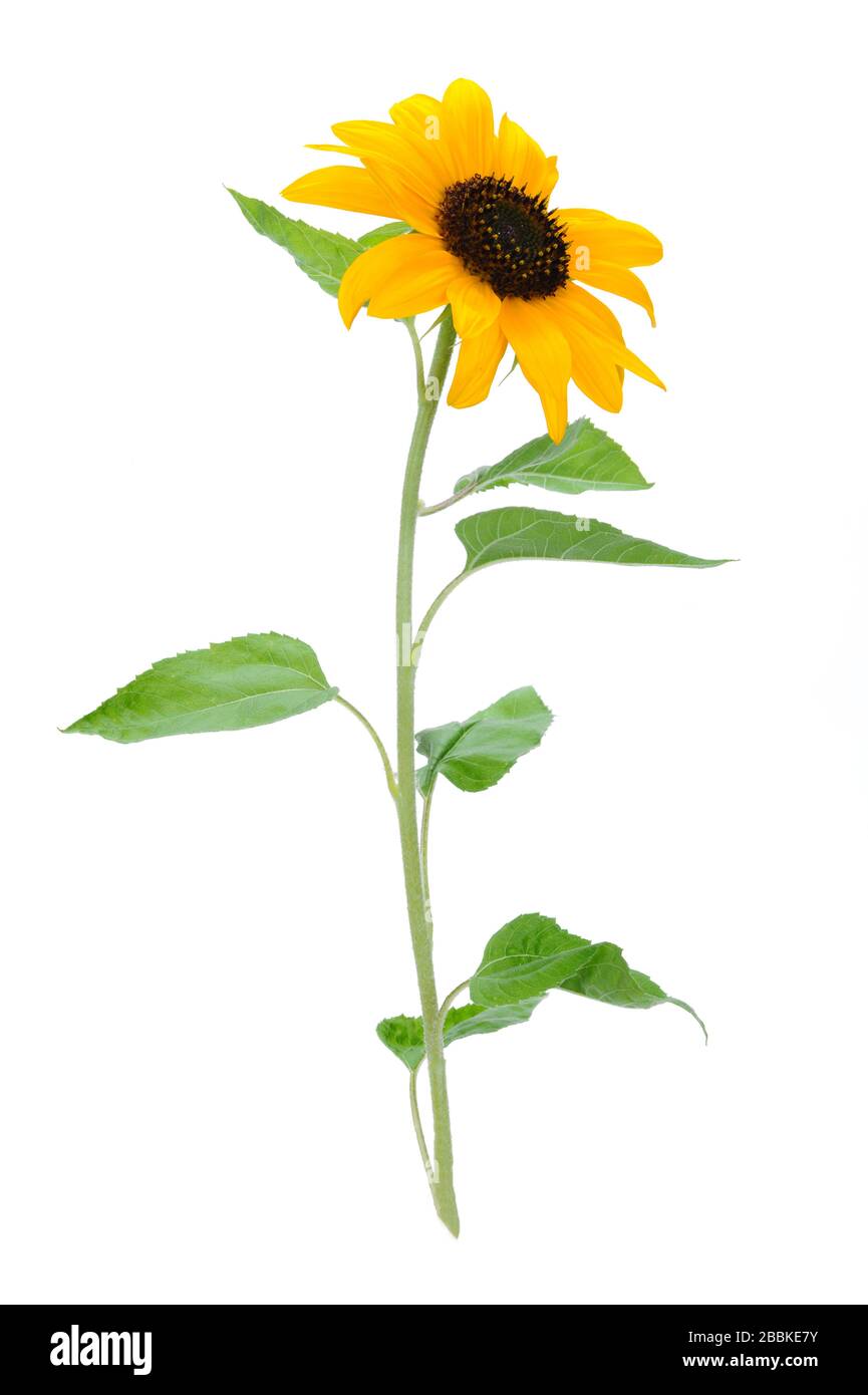 Beautiful yellow sunflower isolated on a white background Stock Photo ...
