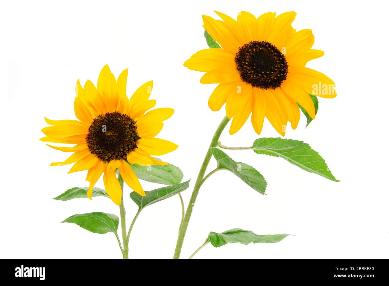 Two beautiful yellow sunflowers isolated on a white background Stock Photo