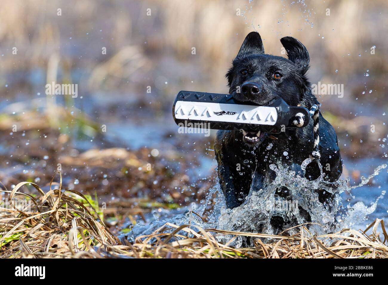 A Black Labrador Retriever with a training bumper on a spring day Stock ...