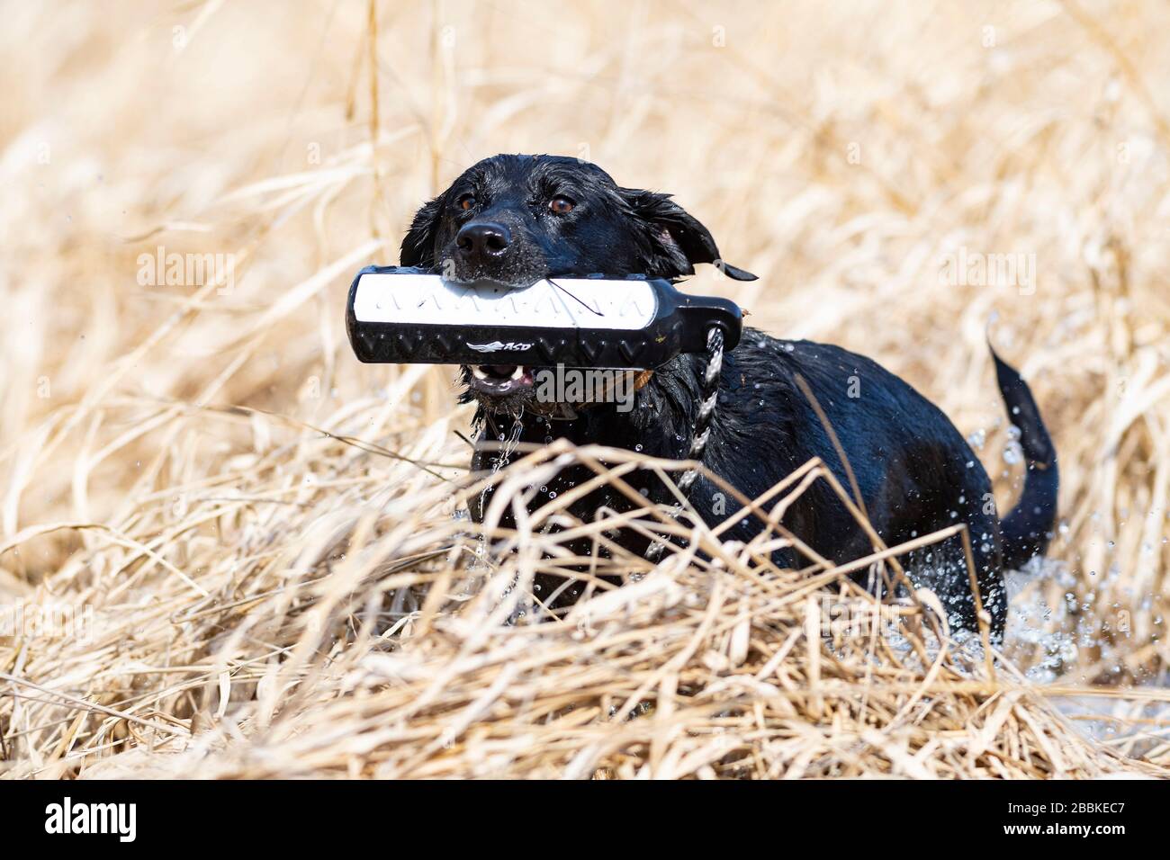 A Black Labrador Retriever with a training bumper on a spring day Stock ...