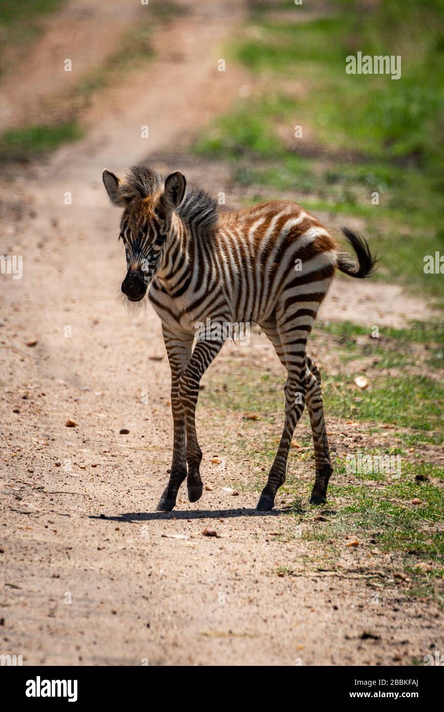 Plains zebra foal crosses track in sunshine Stock Photo Alamy