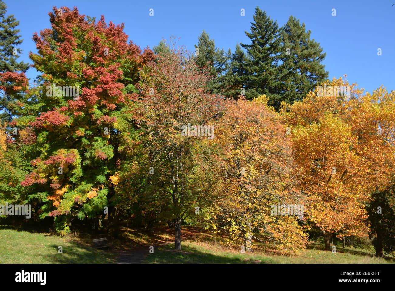 Fall colours in maple trees oregon hi-res stock photography and images ...
