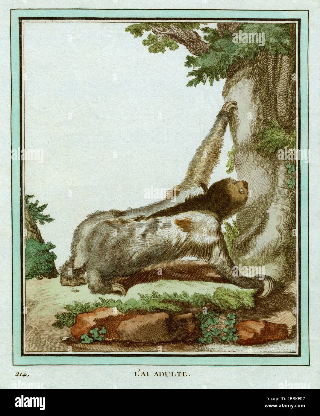 Three toed sloth claws bradypus High Resolution Stock Photography and ...