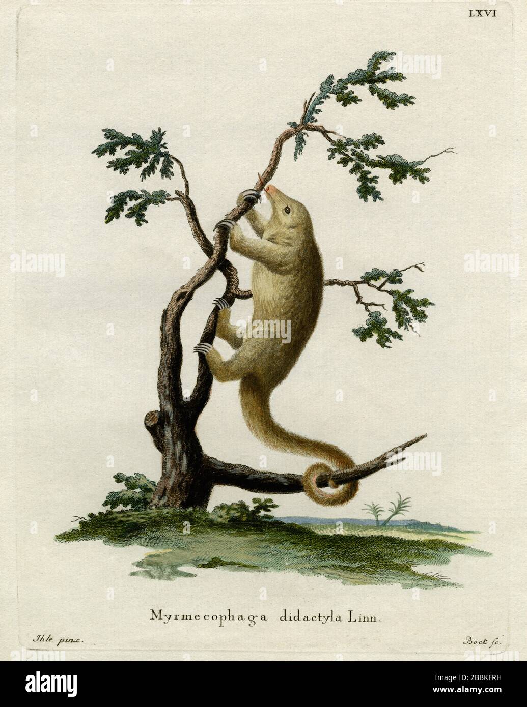 Pygmy anteater, also known as the silky, two-toed or dwarf anteater.  Engraving created in the 1700s for renowned work on mammals by German naturalist, Johann Christian Daniel von Schreber, the multi-volume 'Die Saugthiere in Abbildungen nach der Natur mit Beschreibungen' ('The Mammals in Accordance with Illustrations of Nature with Descriptions'), published from 1775 to 1792. Collectively, the mammals featured by Schreber in this work have come to be known as 'Schreber's Fantastic Beasts'. The engraving was later coloured by hand. Stock Photo