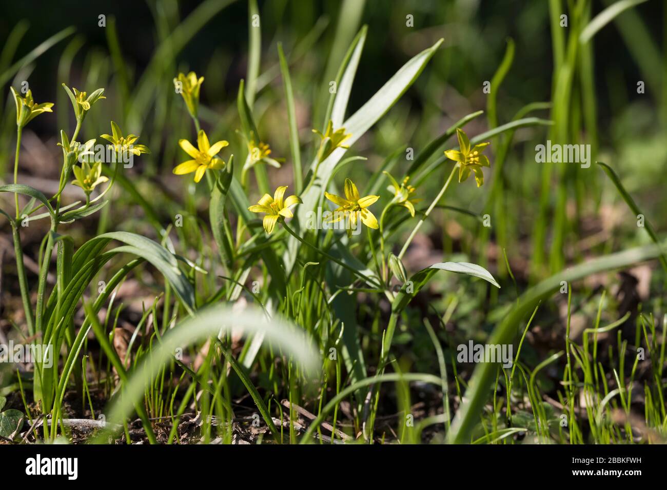Wald-Gelbstern, Waldgelbstern, Gelbstern, Gewöhnlicher Gelbstern, Wald-Goldstern, Gagea lutea, Yellow Star-of-Bethlehem, La Gagée jaune, la Ornithogal Stock Photo