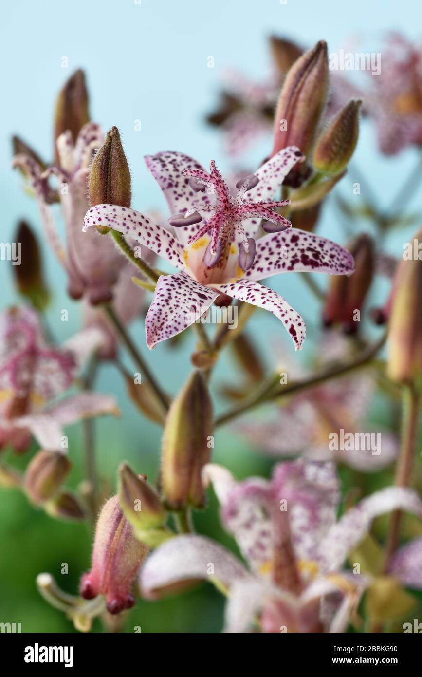 Toad lily  Tricyrtis Stock Photo