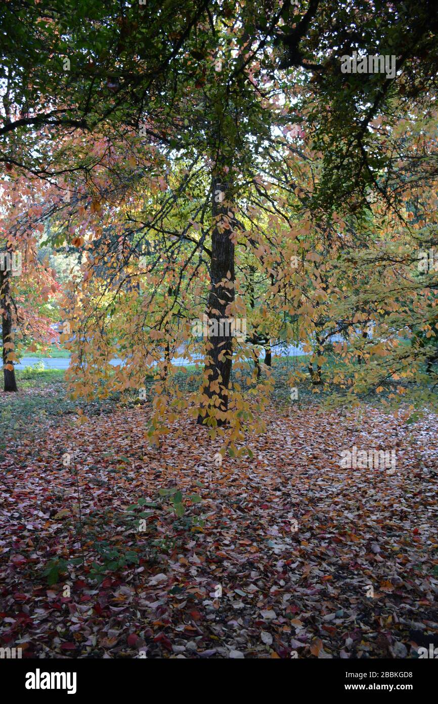 Fall colours in maple trees oregon hi-res stock photography and images ...