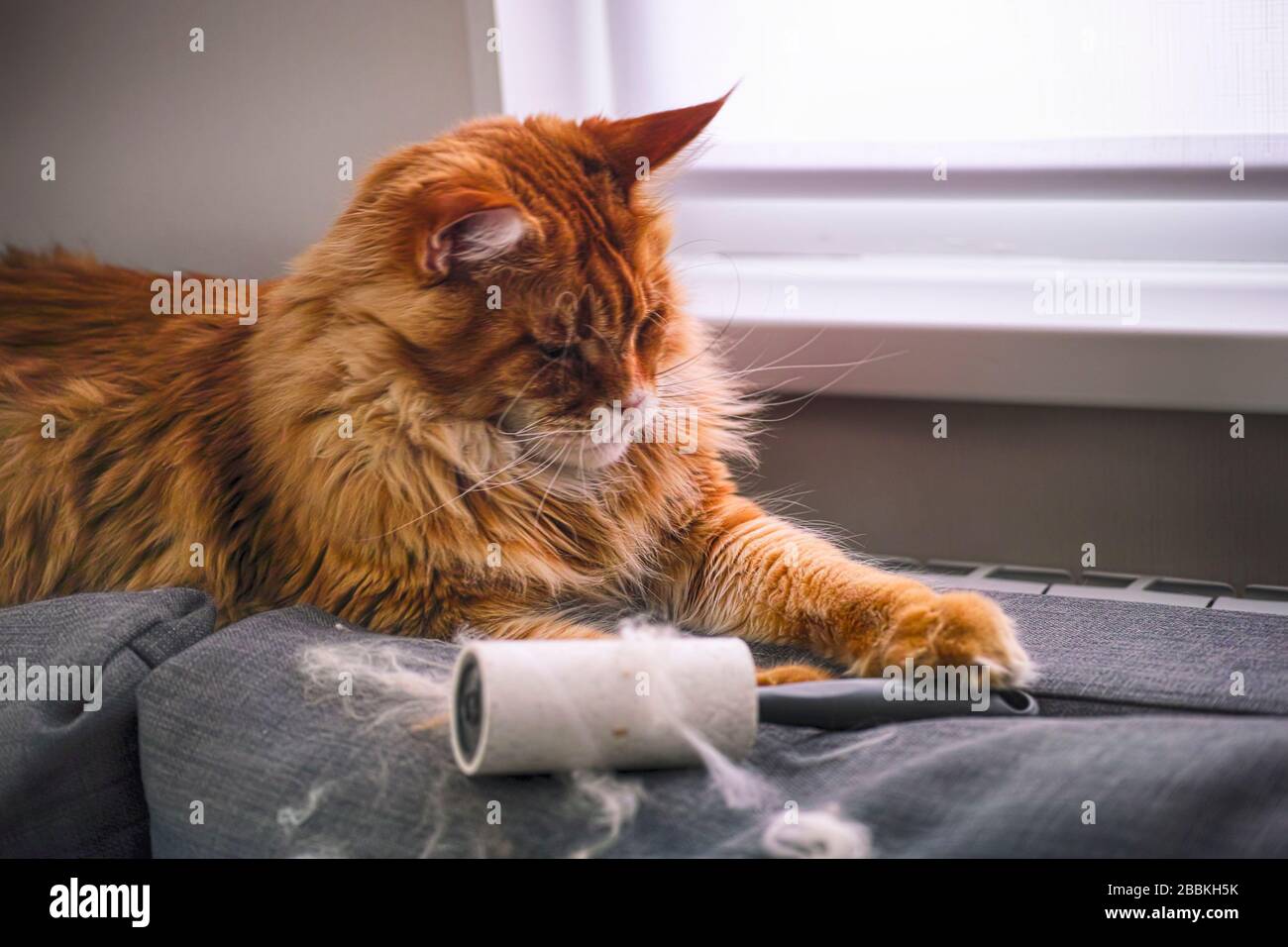 Ginger Maine Coon cat and lint roller with his fur lying on gray couch