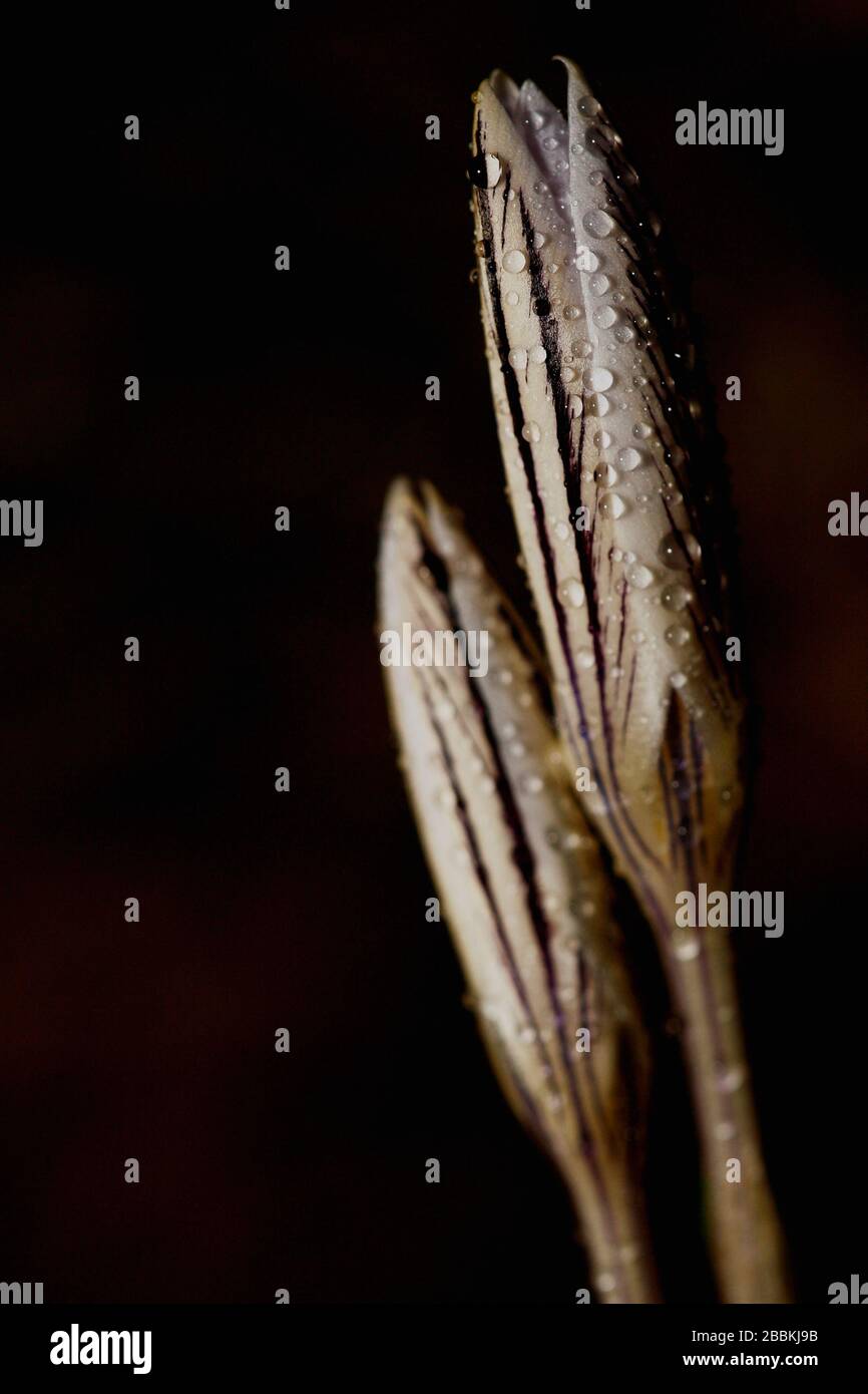 Beautiful flower in the dark Stock Photo Alamy