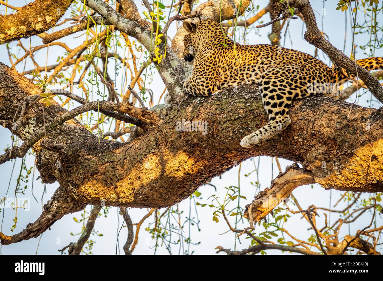 Wild leopard resting over tree branch, bottom view Stock Photo - Alamy