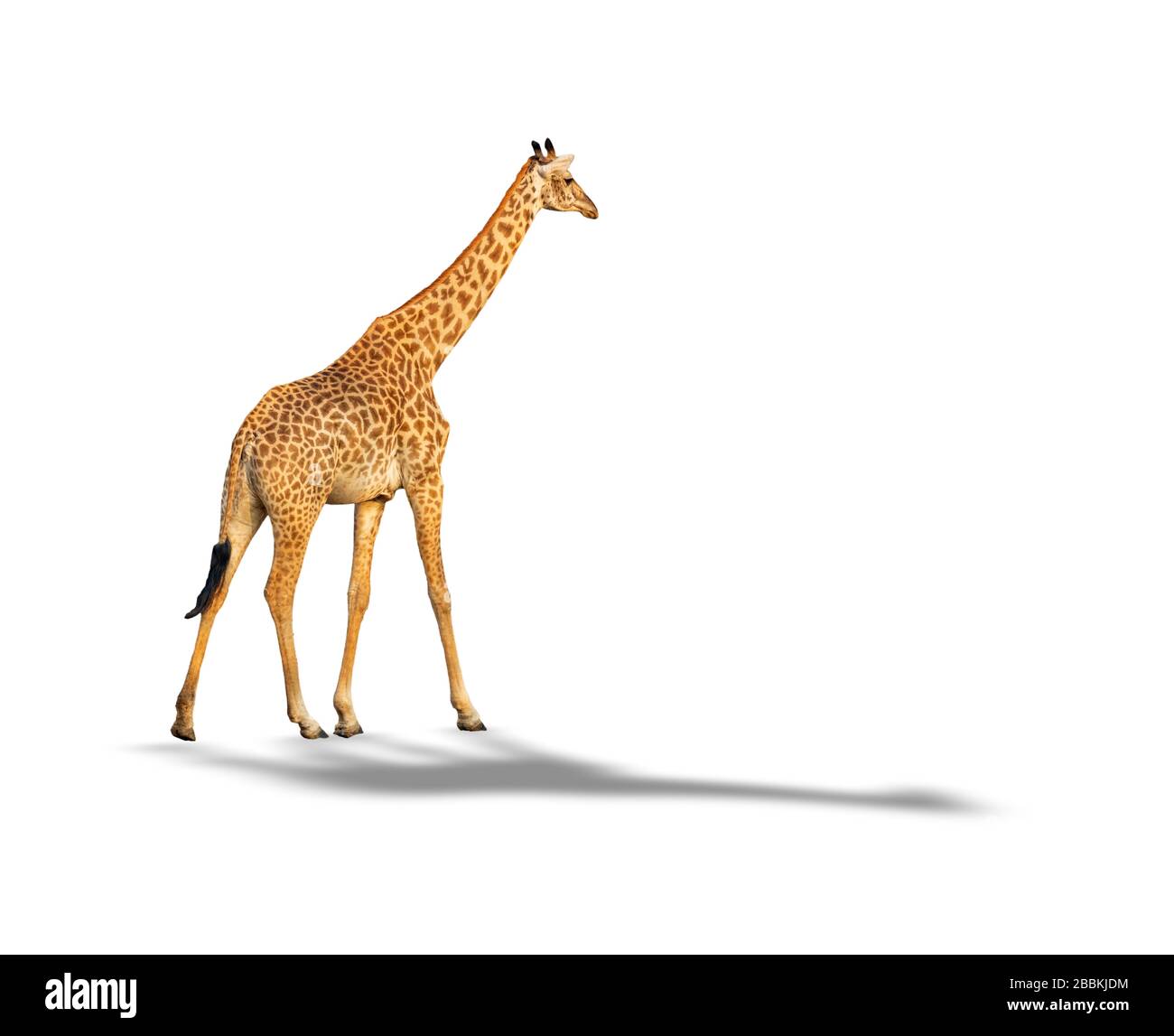 Giraffe walking isolated on white background with shadow Stock Photo