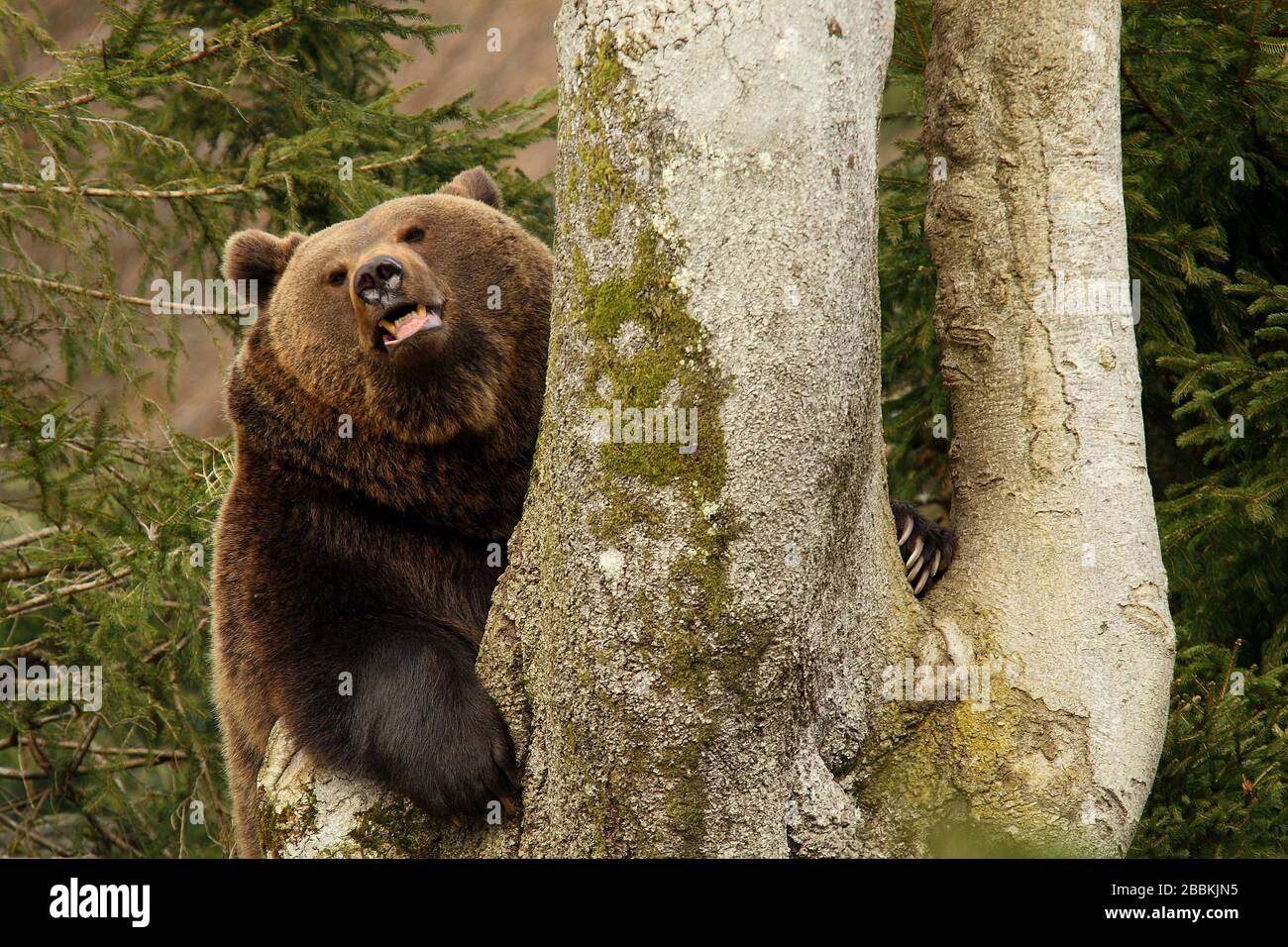 Grizzly Bear Behind The Tree Stock Photo Alamy