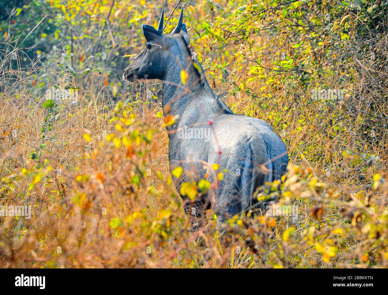 Nilgai deer hires stock photography and images Alamy