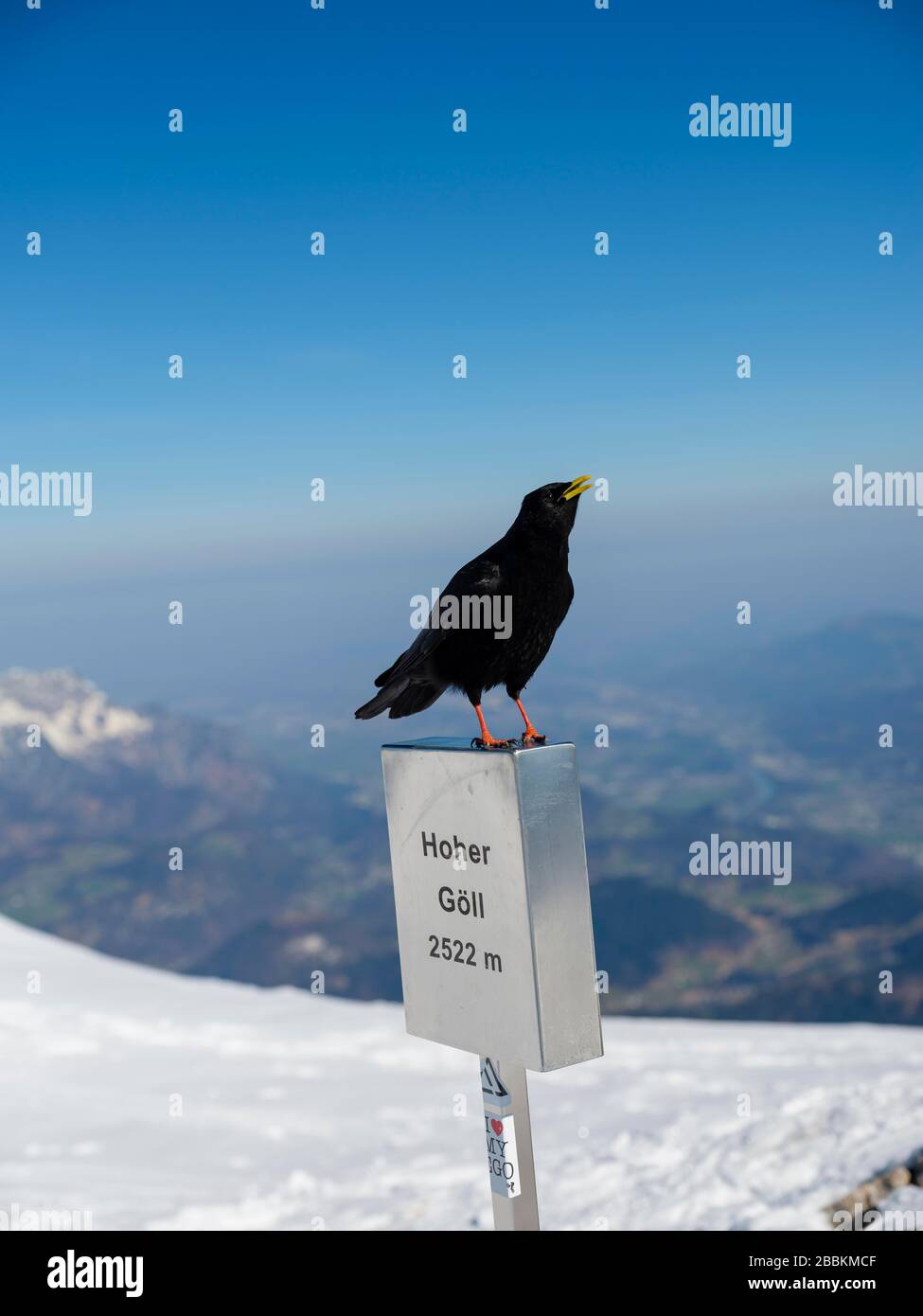 Alpine Chough (Pyrrhocorax graculus) on the summit mark of the Hohe Goell, in winter, Berchtesgaden Alps, Berchtesgaden National Park Stock Photo