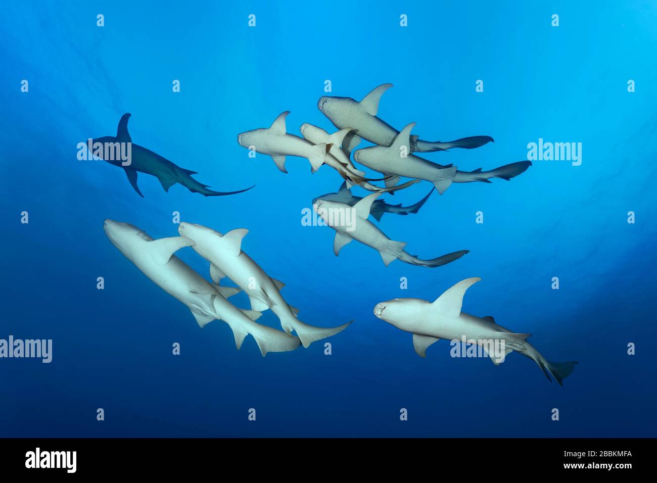 Swarm Tawny nurse sharks (Nebrius ferrugineus), female and male, from