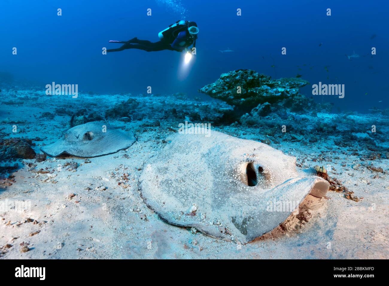 Diver observes two Porcupine rays (Urogymnus asperrimus), Indian Ocean, Maldives Stock Photo