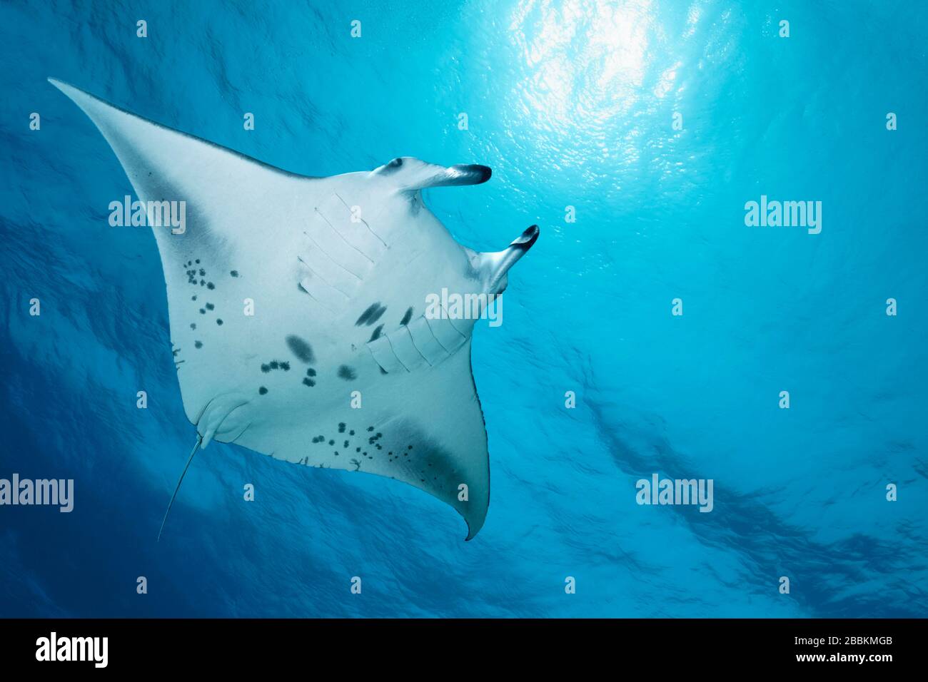 Reef manta ray (Manta alfredi) from below, swimming just below the sea surface, back light, sun, Indian Ocean, Maldives Stock Photo
