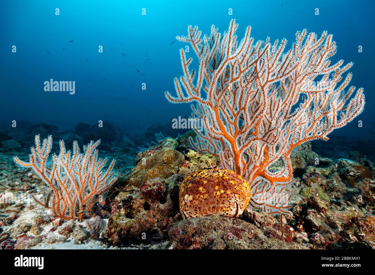 Menella Gorgonia (Menella sp.) with Large Pillow Star (Culcita novaeguineae) on reef top, Indian Ocean, Maldives Stock Photo